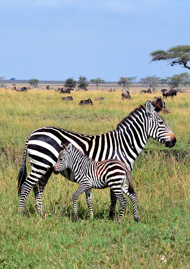 Zebra foal standing beside its mother with wildebeest grazing behind