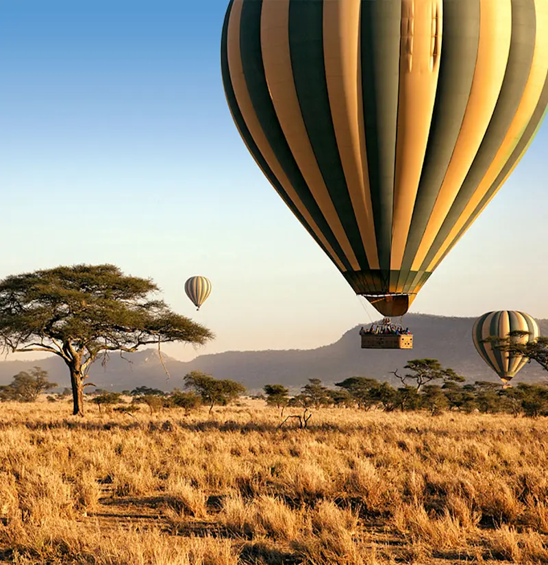 Hot air balloons drifting over golden Serengeti grassland and acacia trees