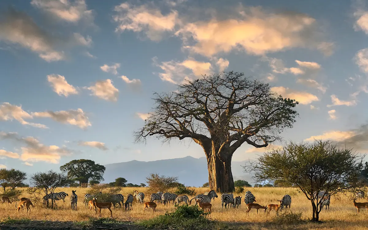 Baobab tree with zebras and impala grazing on the grassland at sunset in Tarangire