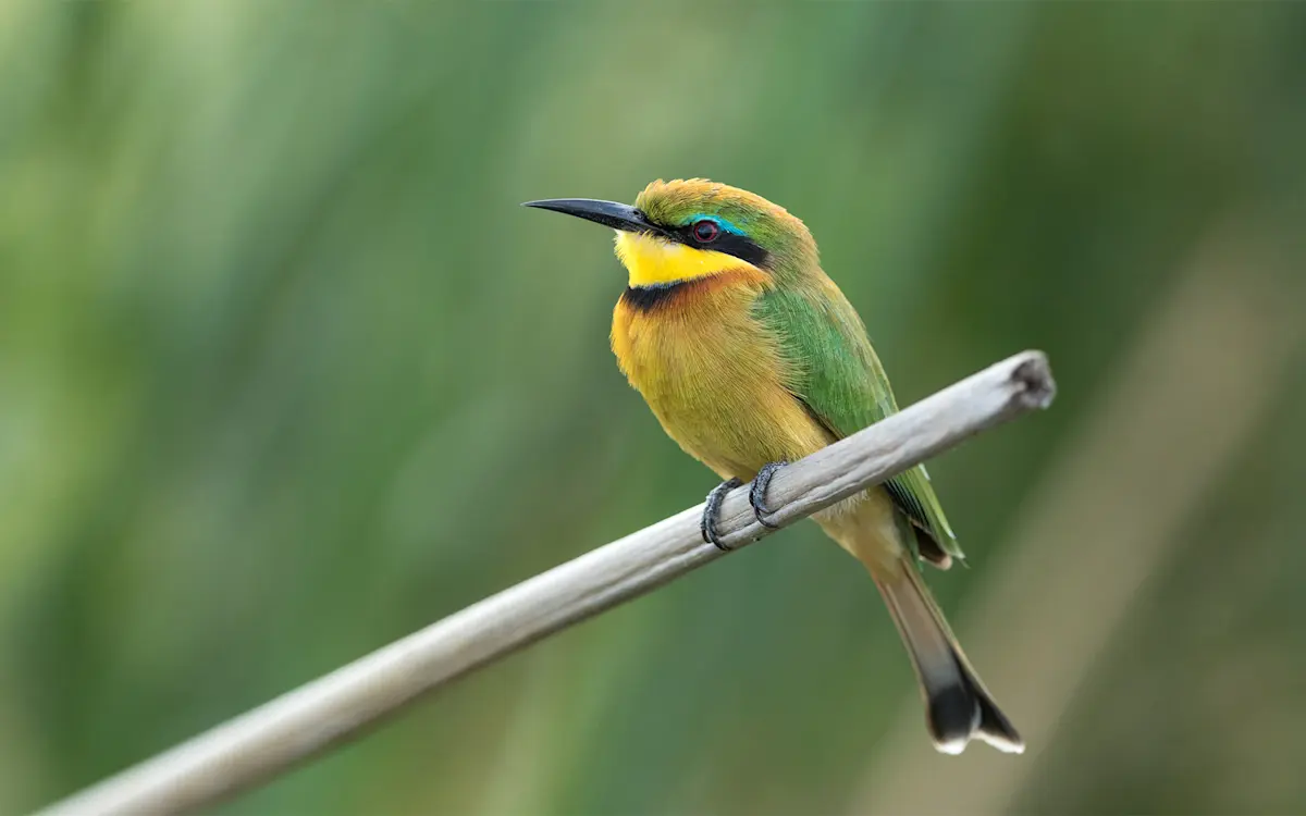 Little bee-eater perched on a thin stem in the Serengeti