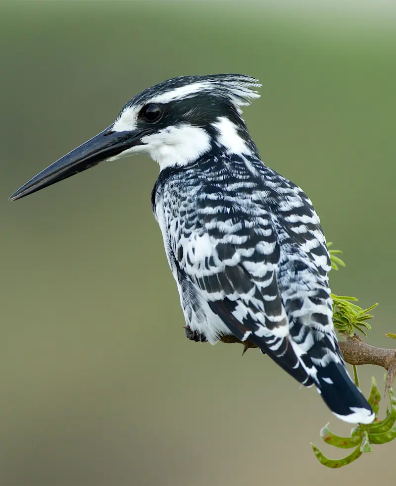 Pied kingfisher perched on a branch