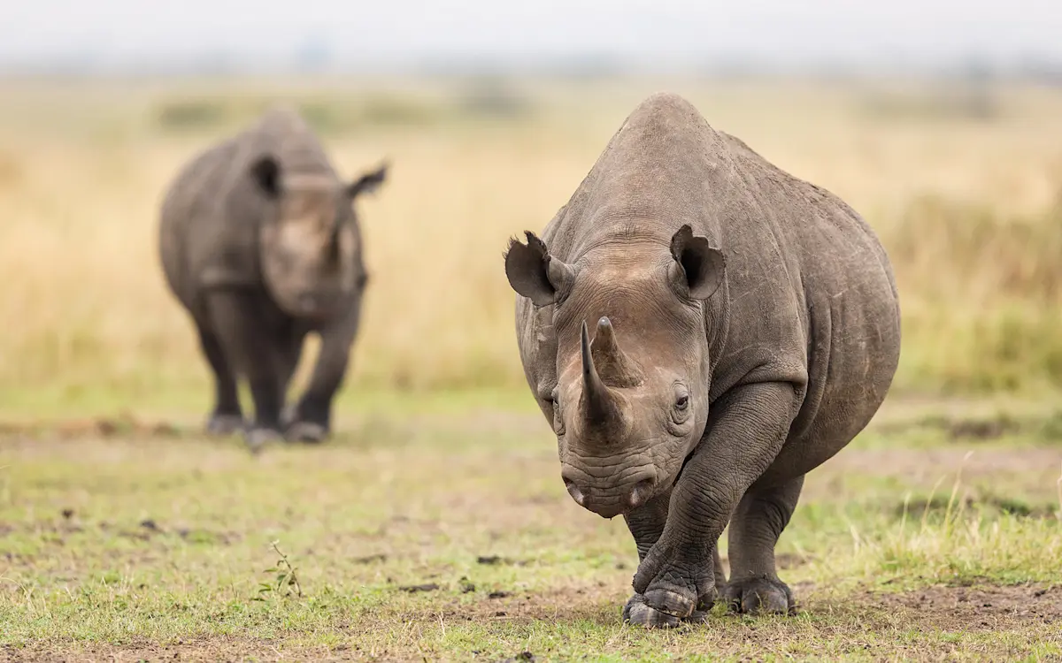Two black rhinos walking across grassland in Ngorongoro Crater