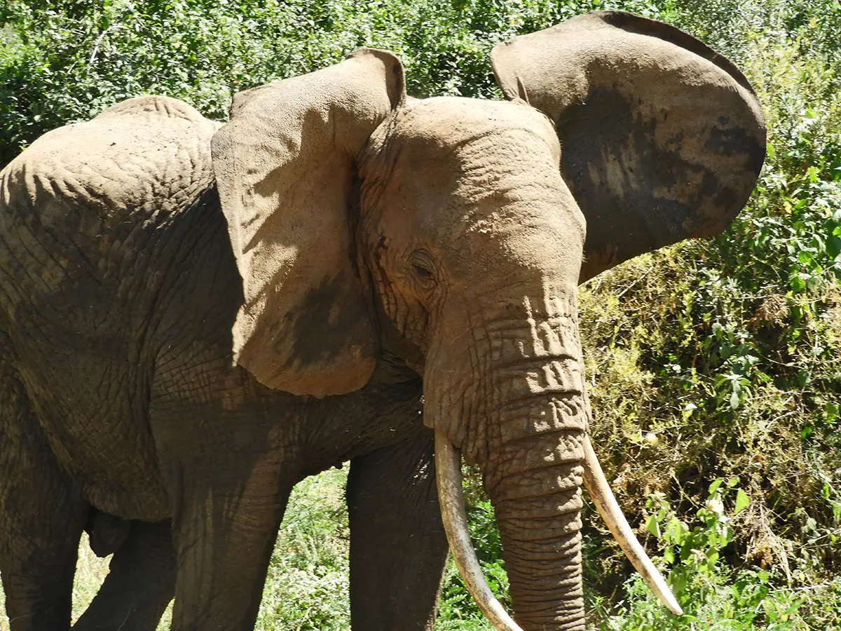Close-up of an elephant with large ears and long tusks in green bush