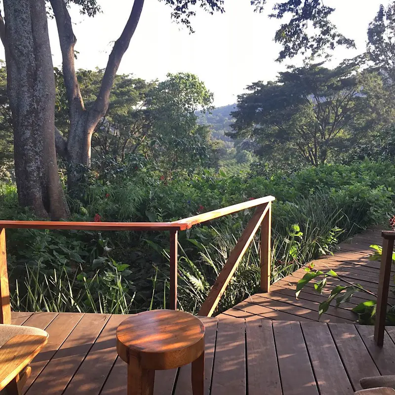 Wooden deck overlooking lush green forest