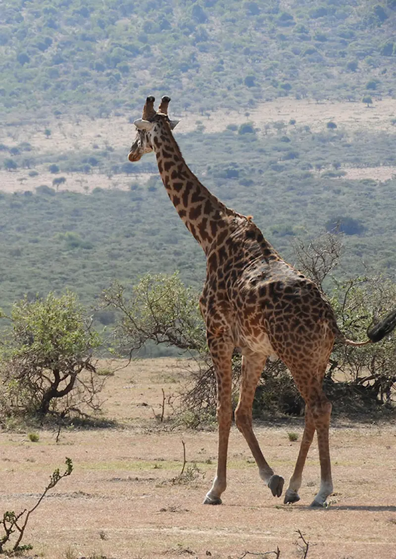 Giraffe walking across dry savanna with wooded hills behind