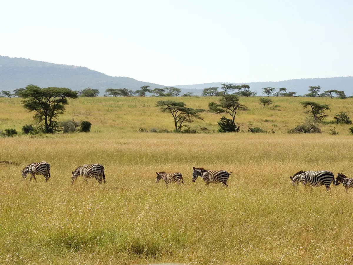 Zebras grazing on golden grassland dotted with acacia trees
