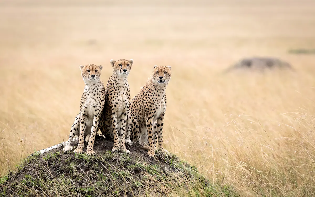Three cheetahs sitting together on a termite mound in Tarangire National Park
