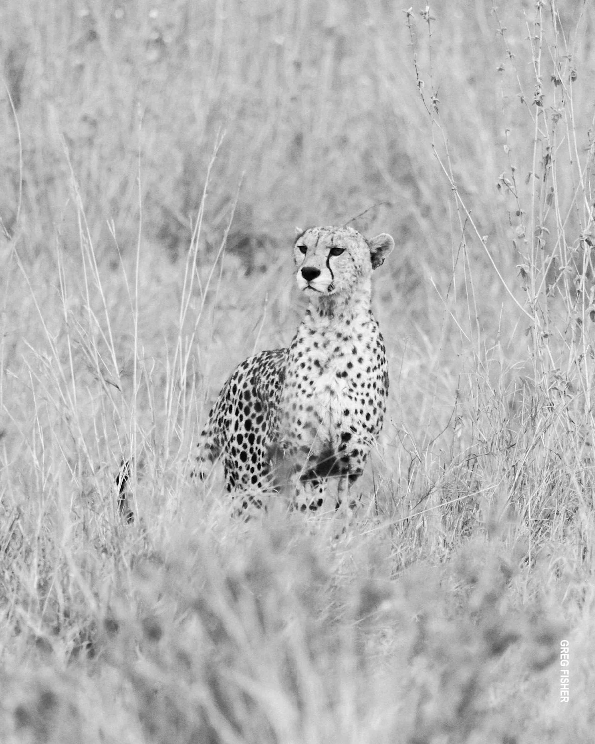 Black-and-white photo of a cheetah sitting in tall grass
