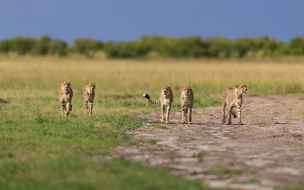 Five cheetahs walking side by side along a dirt track through grassland