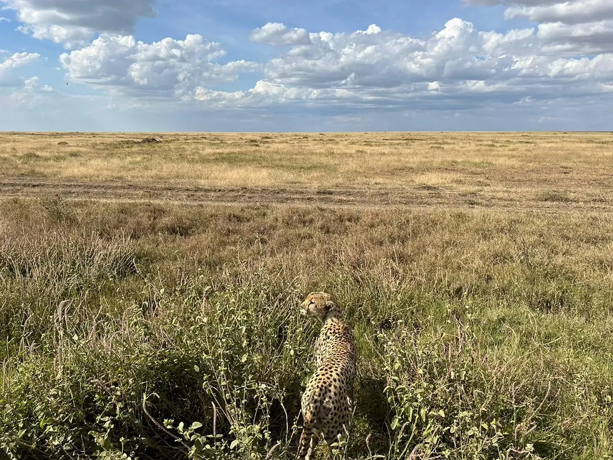 Cheetah sitting in low green bush on the open plains