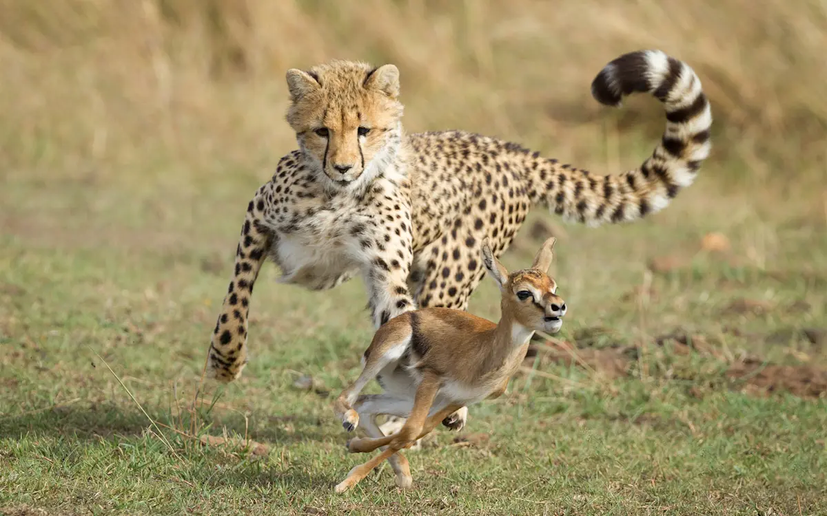 Young cheetah chasing a Thomson's gazelle fawn across the grass in the Serengeti