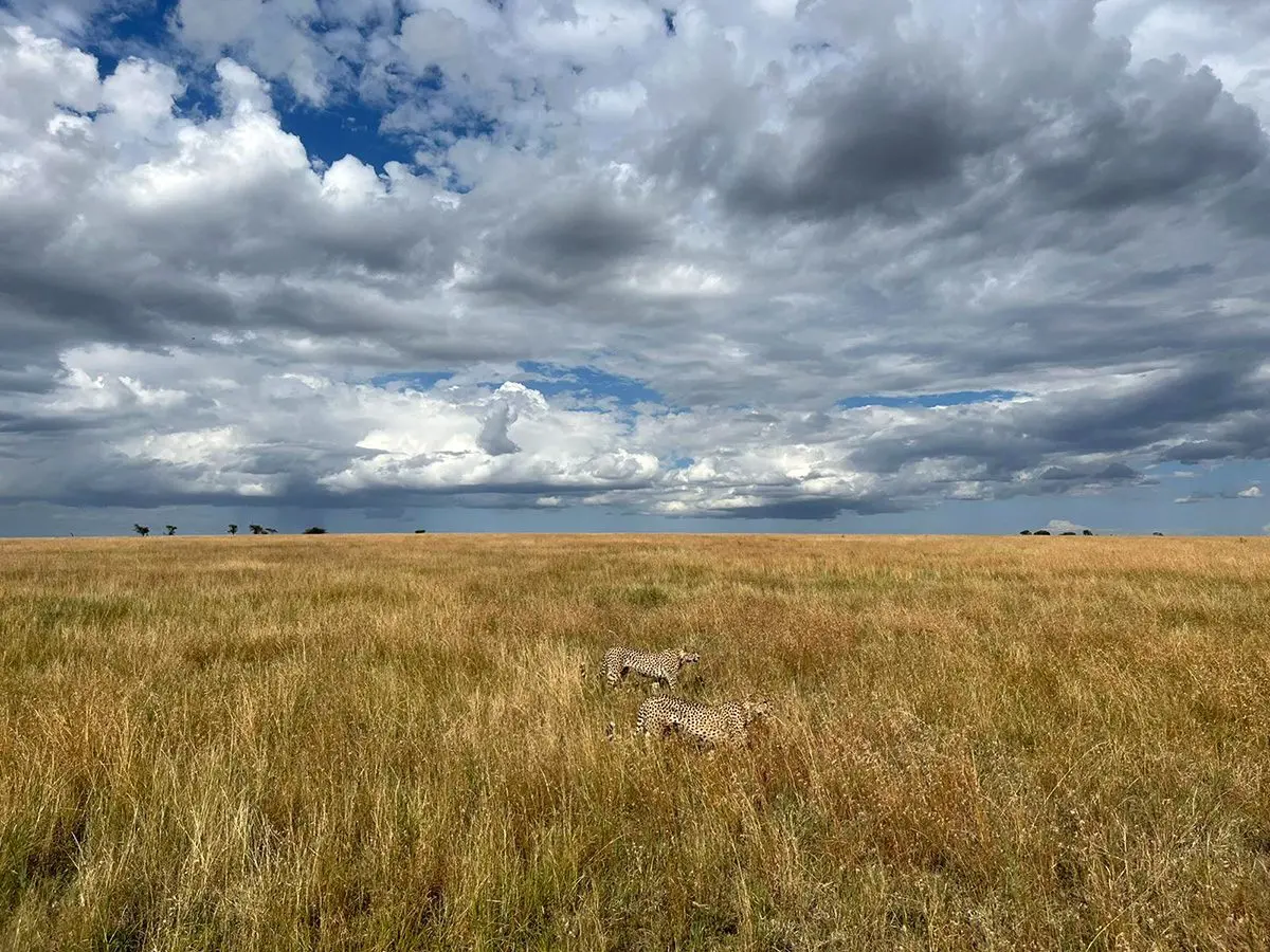 Two cheetahs resting in golden grass under a vast cloudy sky in the Serengeti