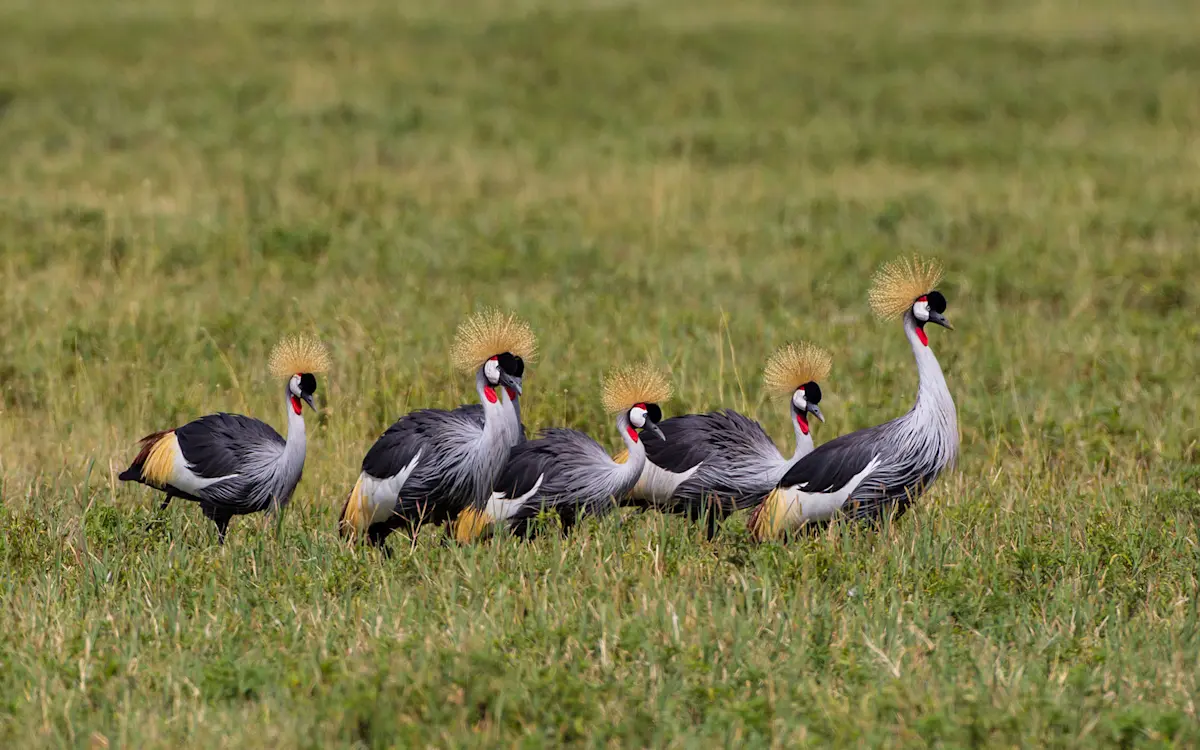 Group of grey crowned cranes walking on green grass in Ngorongoro Crater