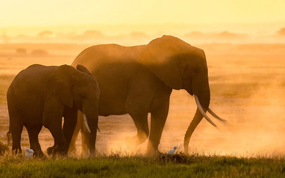 Two elephants walking through golden, dusty light at sunrise in the Serengeti
