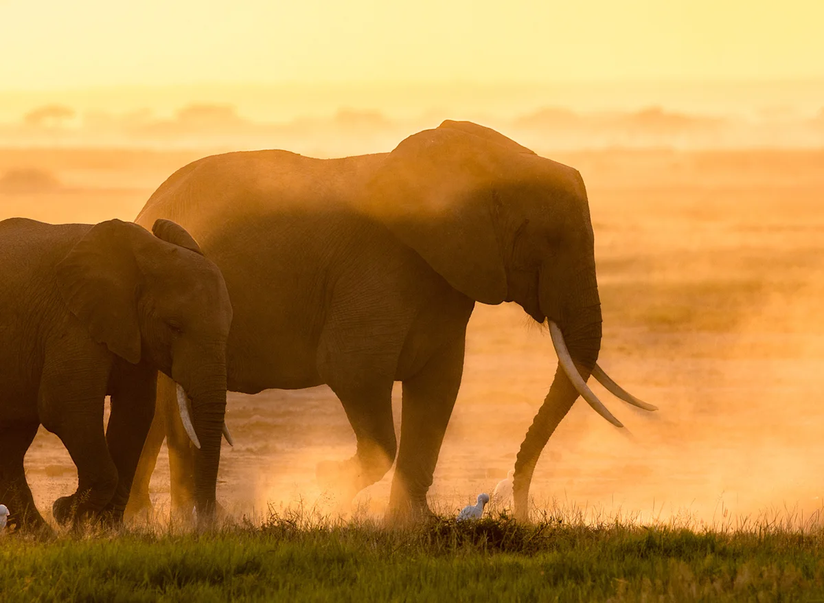Two elephants walking through golden, dusty light at sunrise