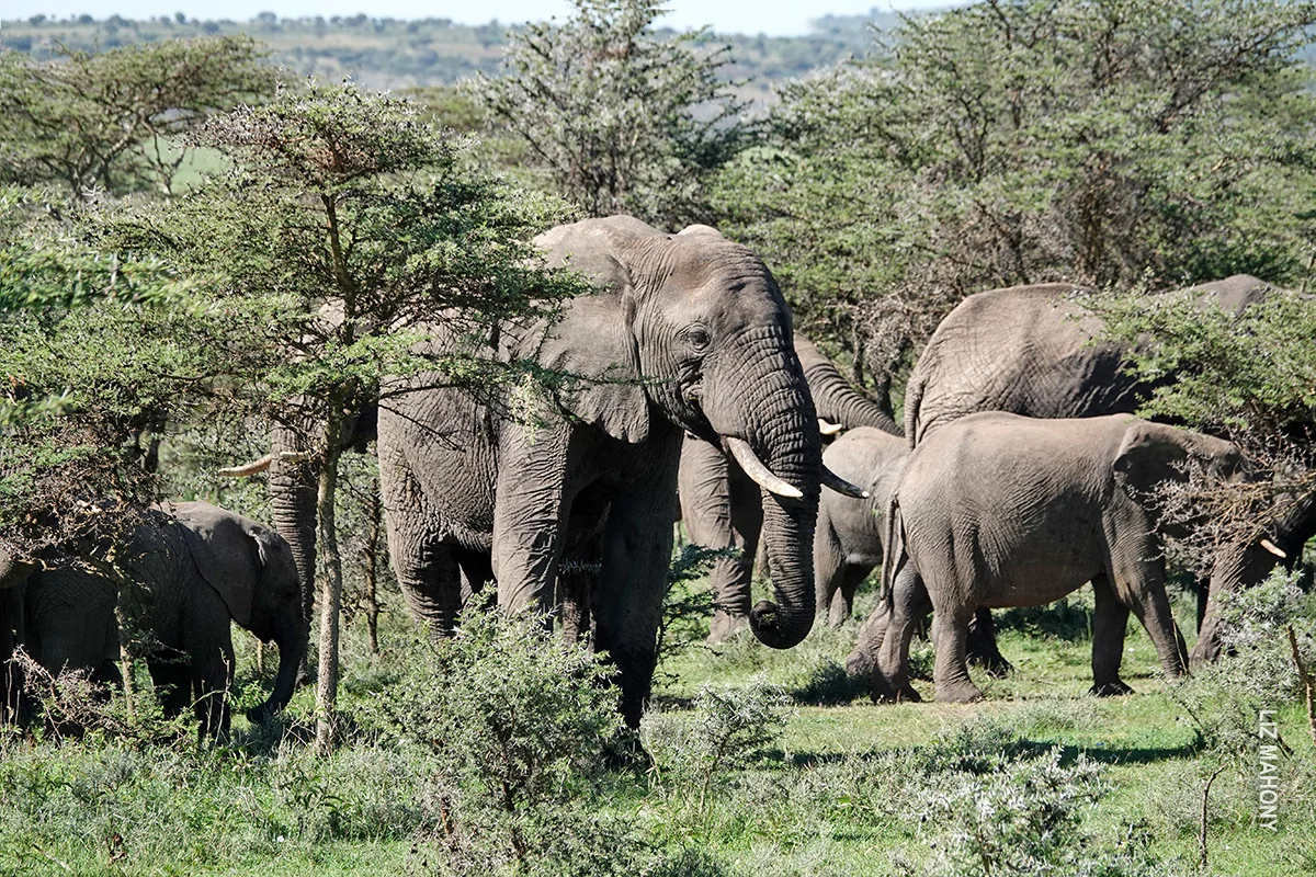Herd of elephants feeding among green acacia trees