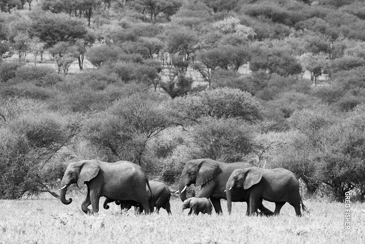 Black-and-white photo of an elephant family with calves walking past acacia woodland