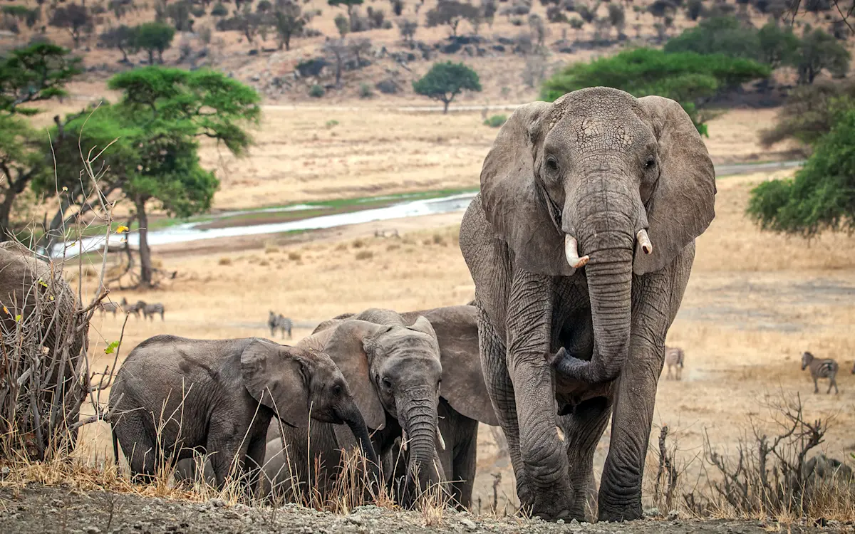 Elephant family with calves near a river in Tarangire National Park