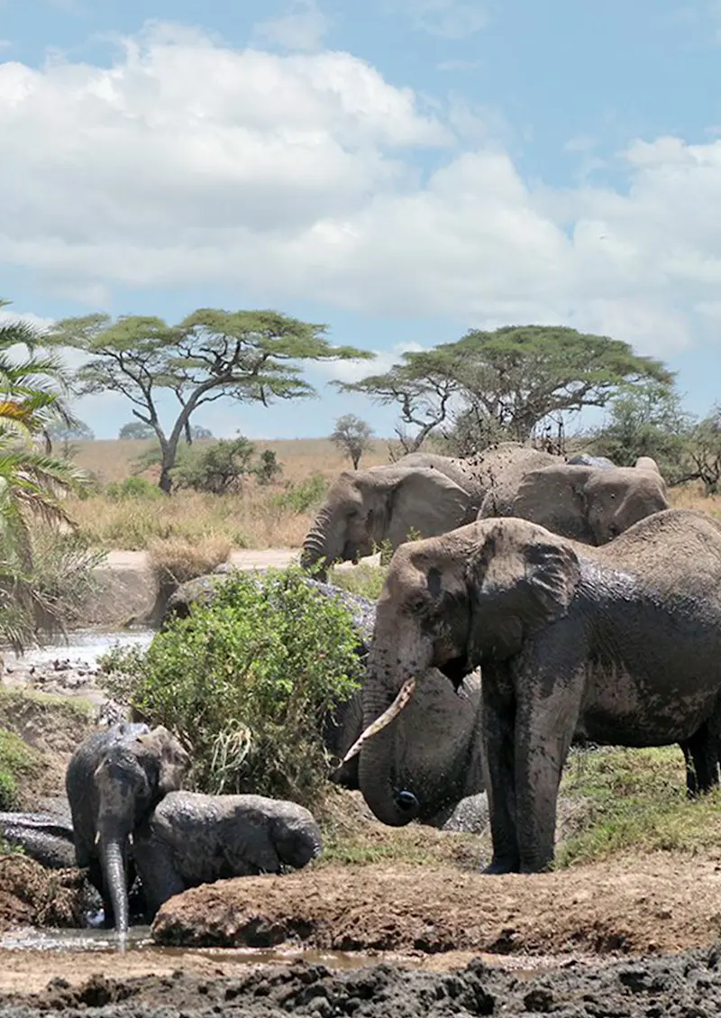Elephants bathing and drinking at a muddy water hole