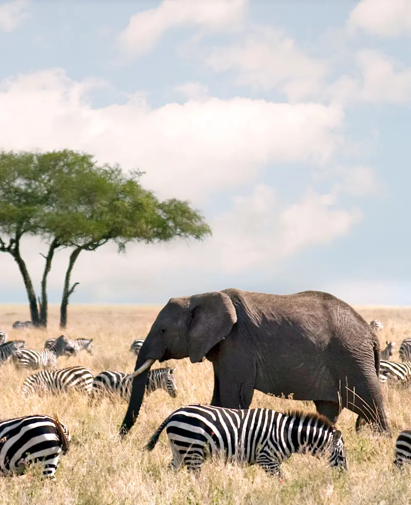 Elephant walking among grazing zebras beneath an acacia tree in Tarangire National Park