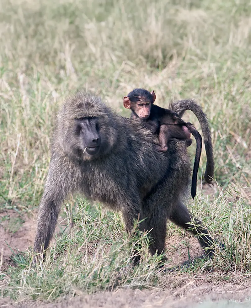 Baboon walking through grass with a baby riding on its back