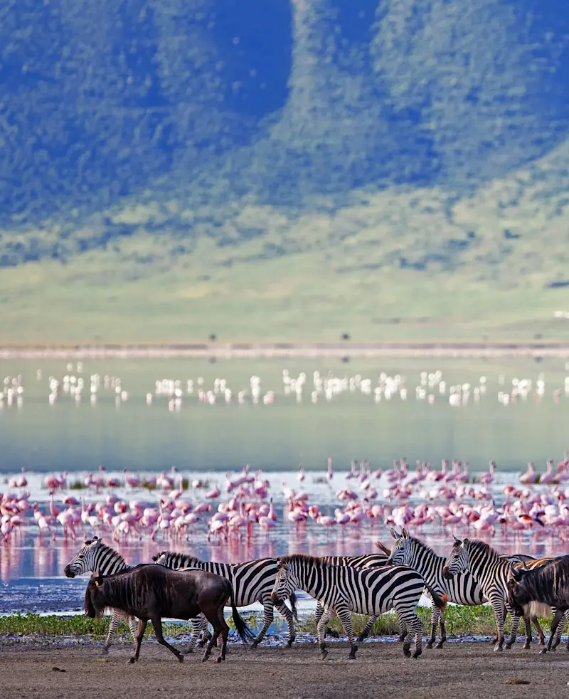 Zebras and wildebeest on a lakeshore with pink flamingos and crater walls behind