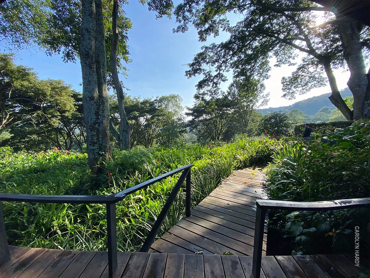 Wooden boardwalk leading through a lush garden under tall trees at Gibb's Farm