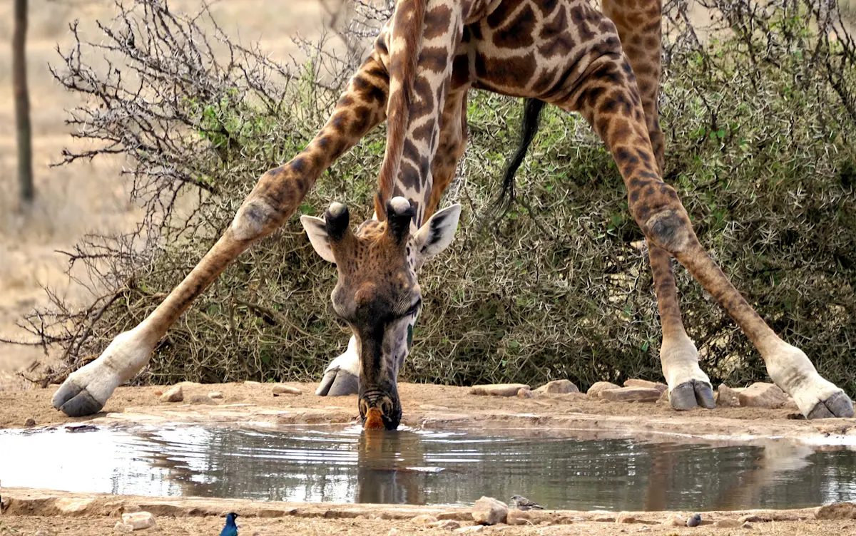 Giraffe splaying its front legs to drink from a waterhole