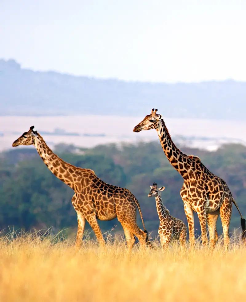 Two adult giraffes and a calf in golden grass