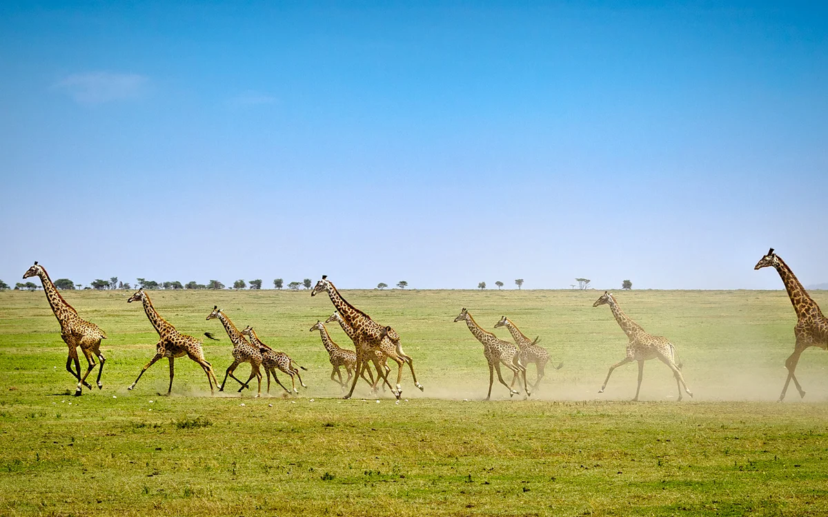 Herd of giraffes running across green plains