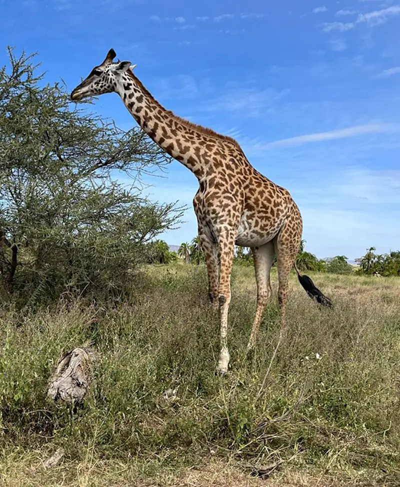 Giraffe browsing on an acacia tree in grassland