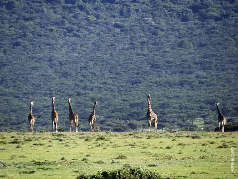 Line of giraffes on green grassland in front of a forested escarpment
