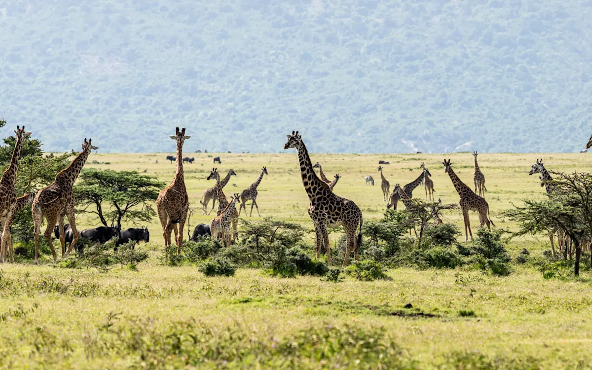 Many giraffes and wildebeest on green grassland in the Eastern Serengeti