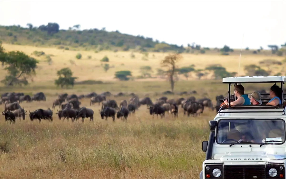 Travelers in an open-roof safari vehicle watching a herd of wildebeest
