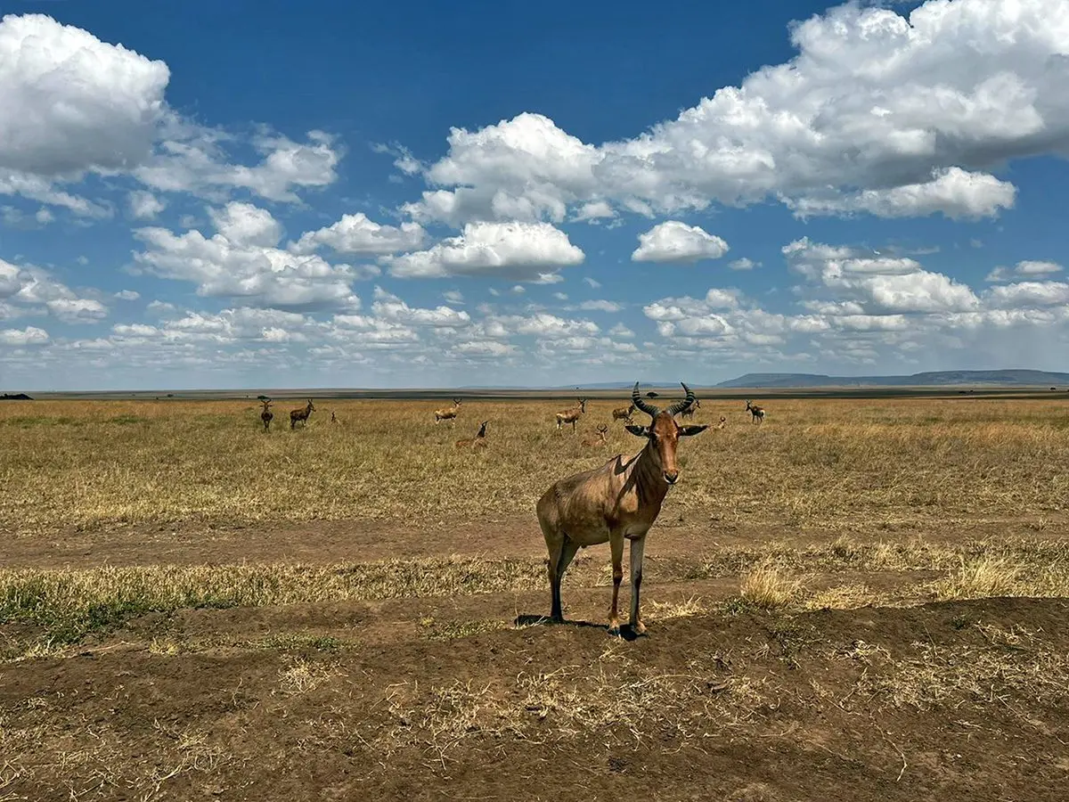 Hartebeest standing on short grass under a big sky dotted with clouds