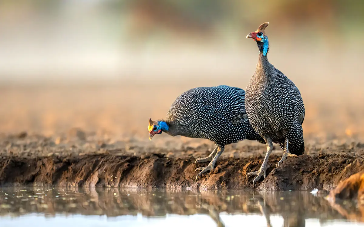 Two helmeted guineafowl at the edge of a waterhole in the Eastern Serengeti