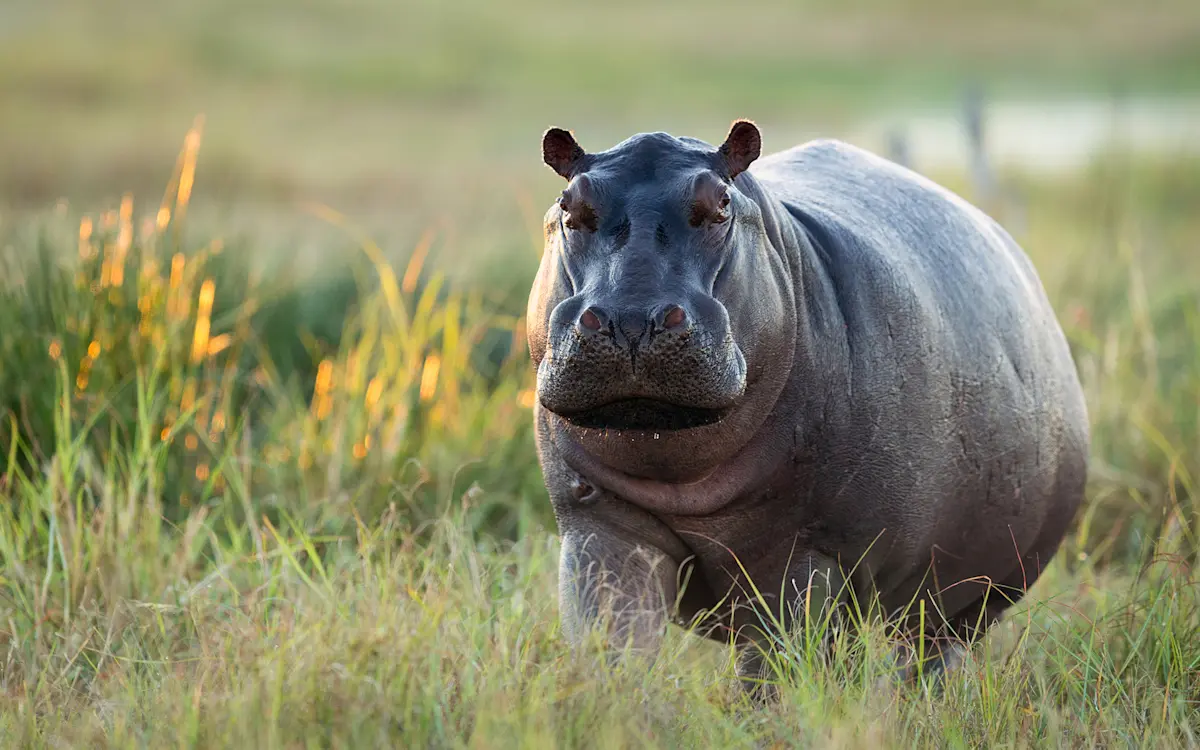 Hippo standing out of the water in tall grass