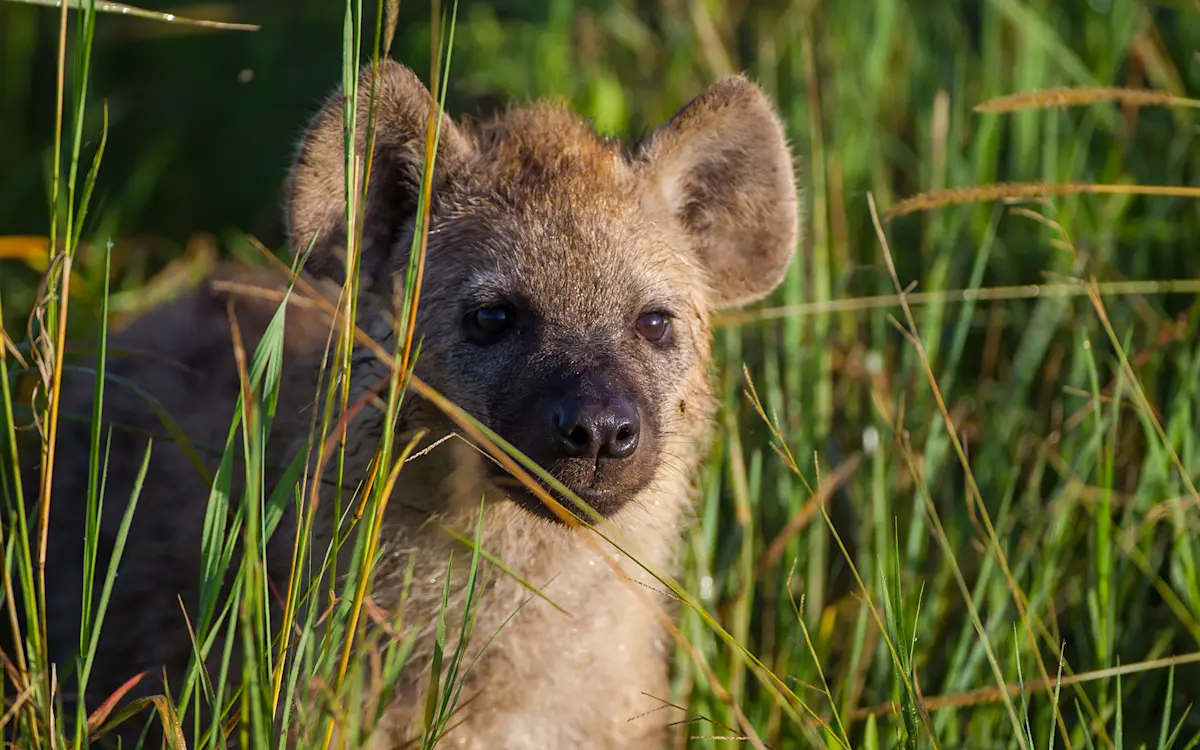 Young spotted hyena peeking out from tall green grass in Ngorongoro Crater