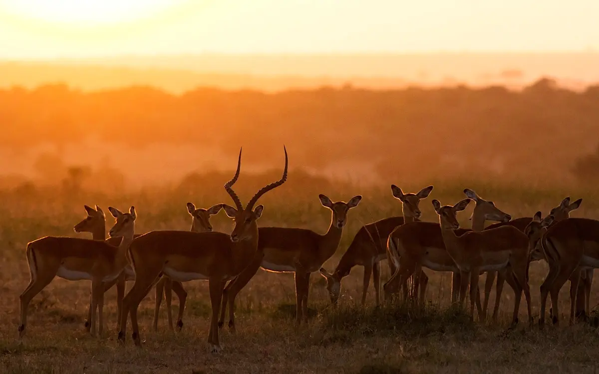 Herd of impala silhouetted against an orange sunset in Tarangire National Park