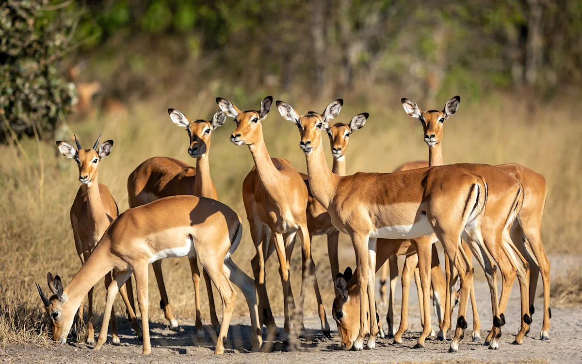 Group of impalas standing together on a gravel track