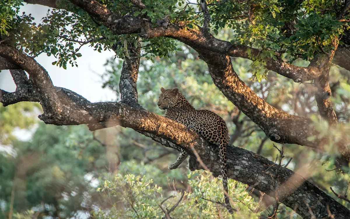Leopard resting on a large tree branch in Tarangire National Park