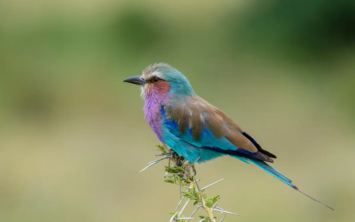 Lilac-breasted roller perched on a thorny branch in Tarangire National Park
