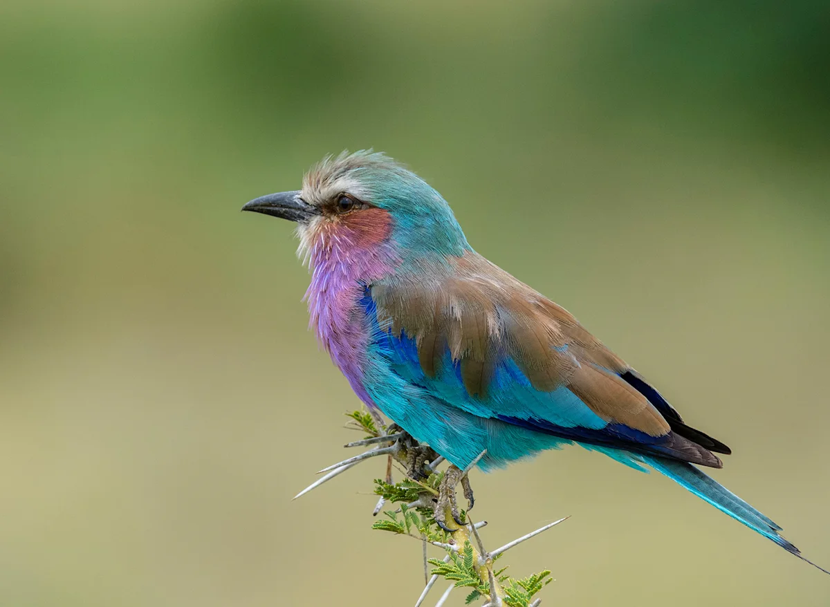 Lilac-breasted roller perched on a thorny branch