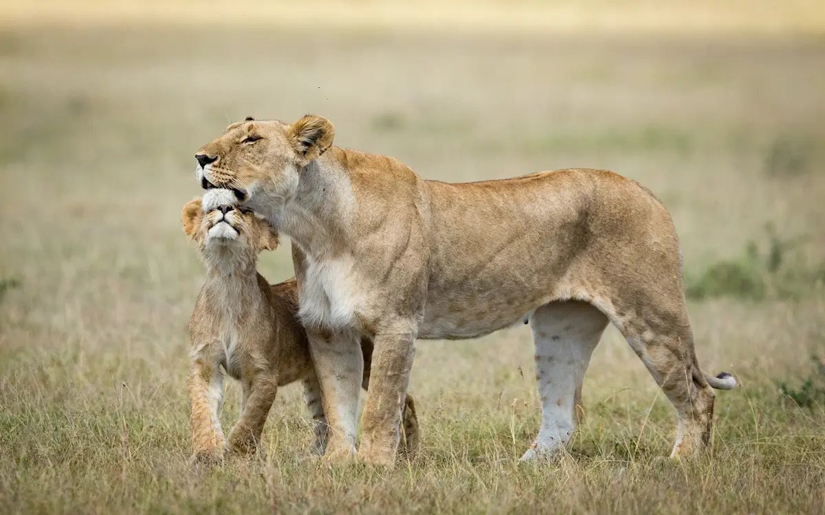Lioness nuzzling her cub on golden grassland