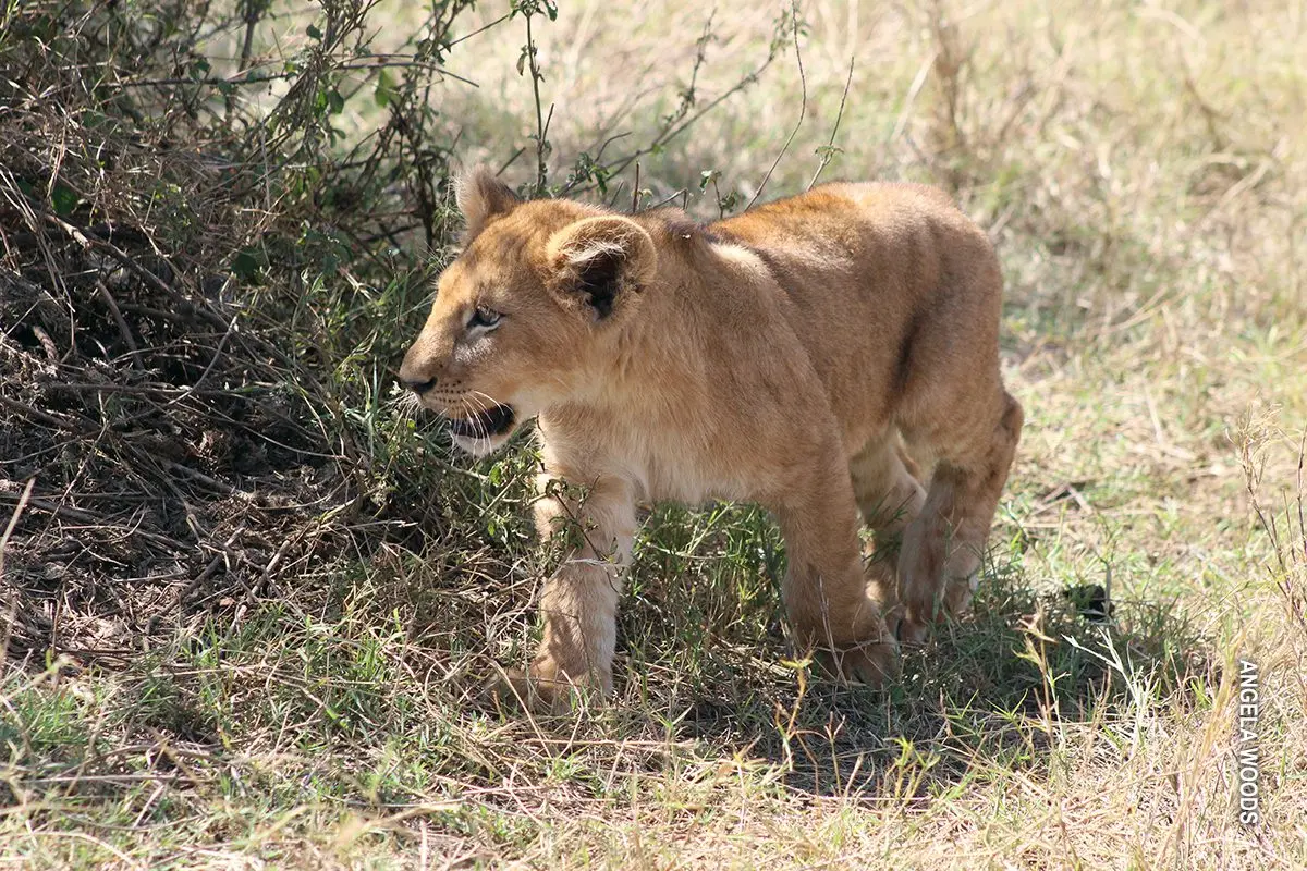 Lion cub walking through grass and brush
