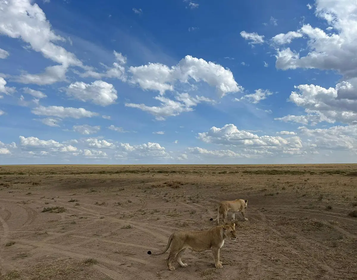 Two lionesses walking across open, dry plains under a cloud-dotted sky