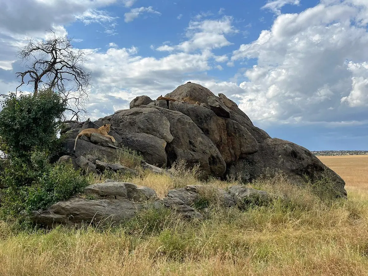 Lioness resting atop a rocky kopje beside a bare tree in golden grassland