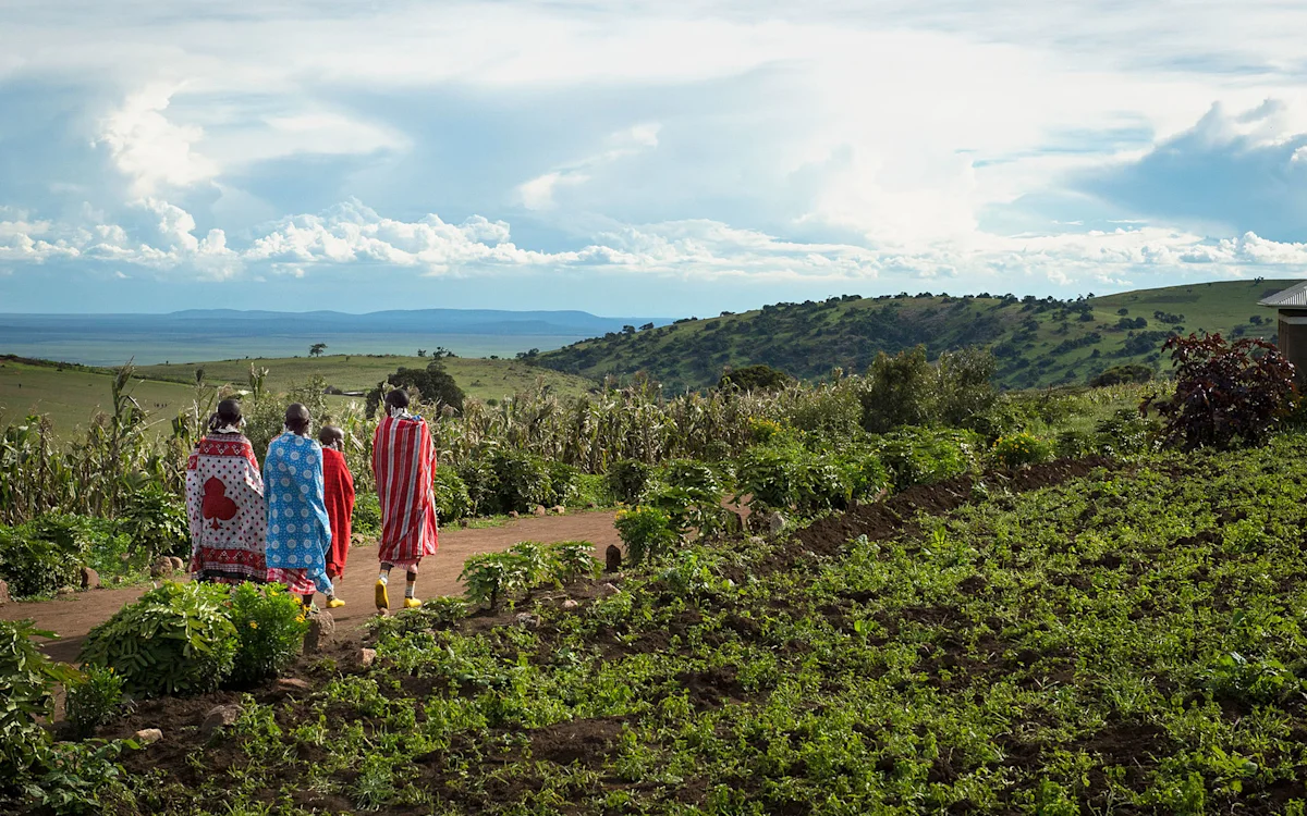 Maasai women in colorful shukas walking along a path through farmland