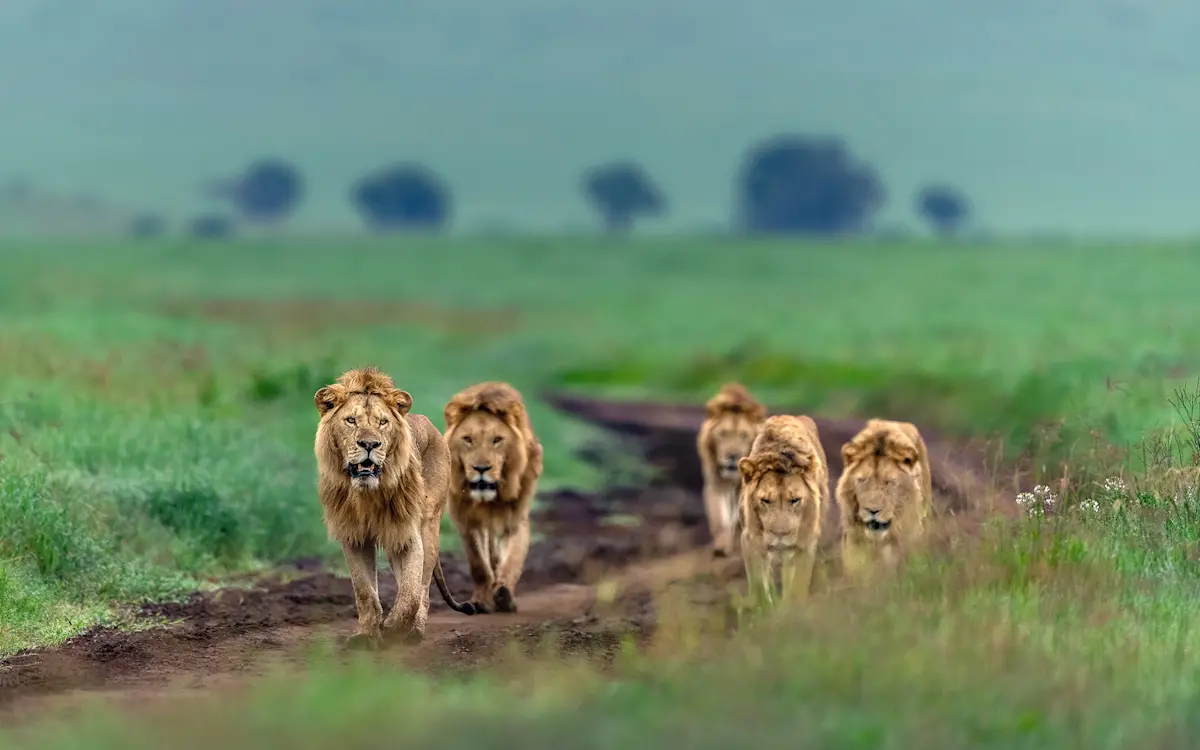 Coalition of five male lions walking along a track in green Ngorongoro Crater grassland