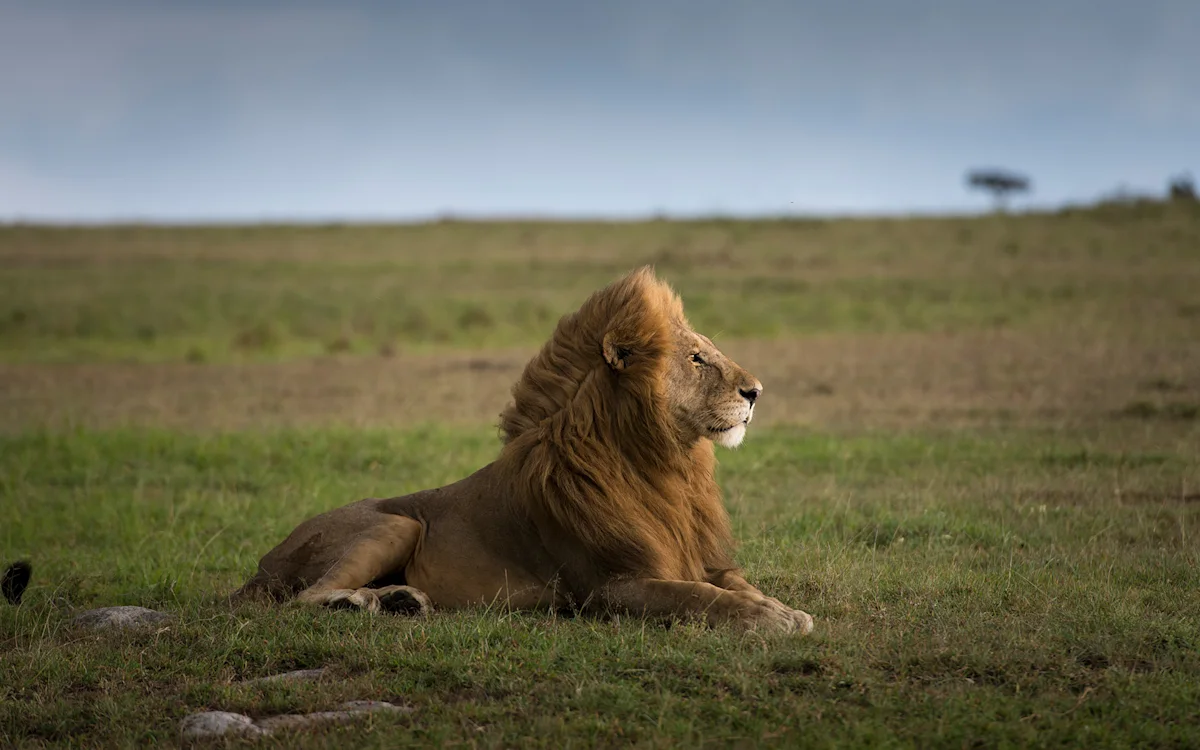 Male lion lying in green grass on the Serengeti plains